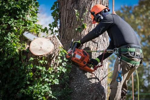 An image of Tree Removal in Saratoga Springs, UT