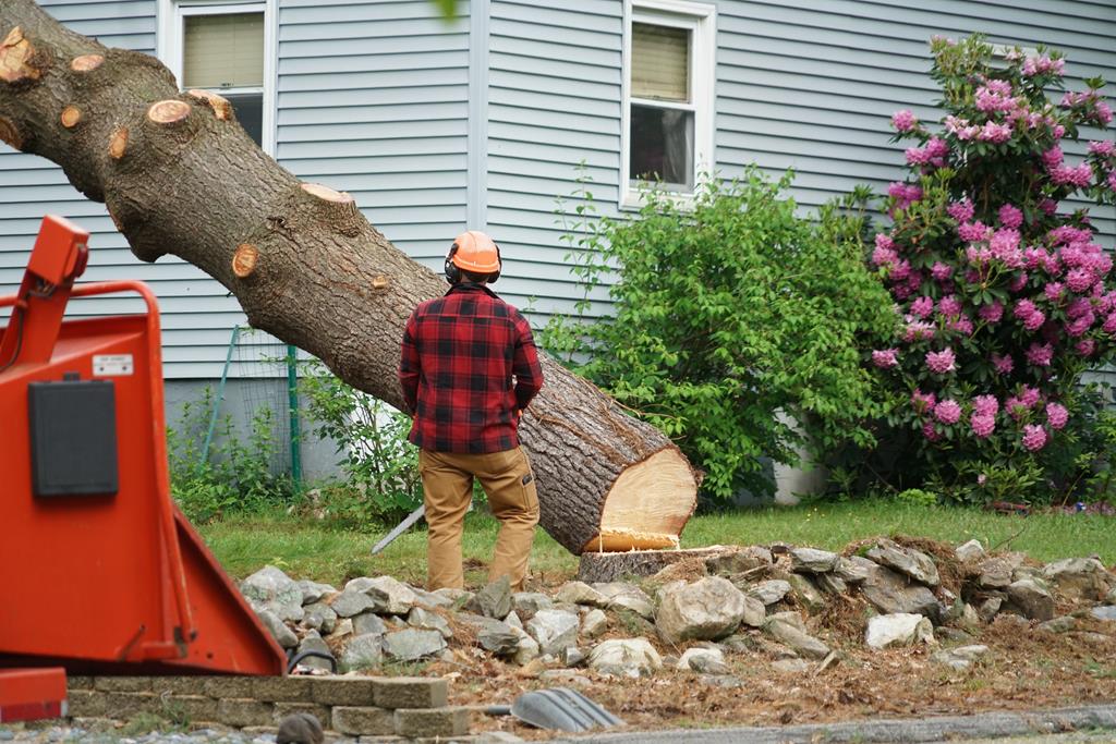 An image of Tree Removal Services in Saratoga Springs, UT
