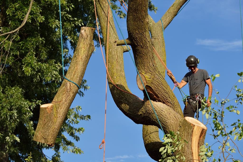 An image of Tree Removal Services in Saratoga Springs, UT
