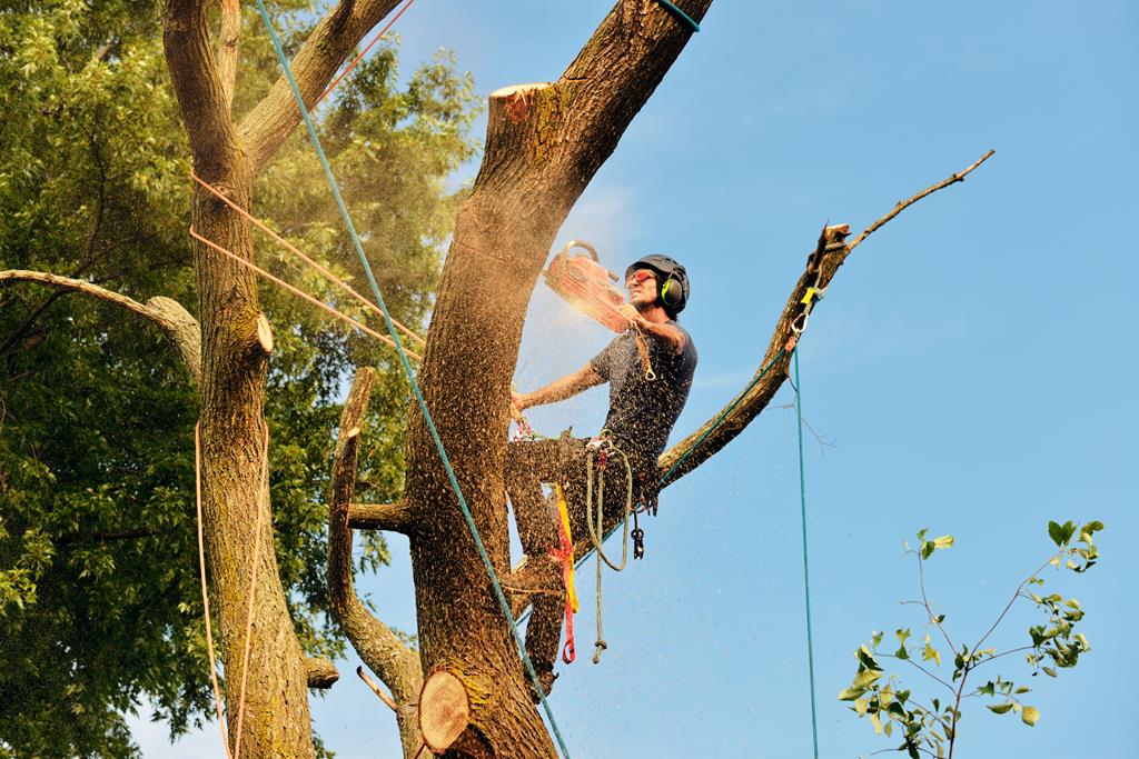 An image of Arborist Services in Saratoga Springs, UT
