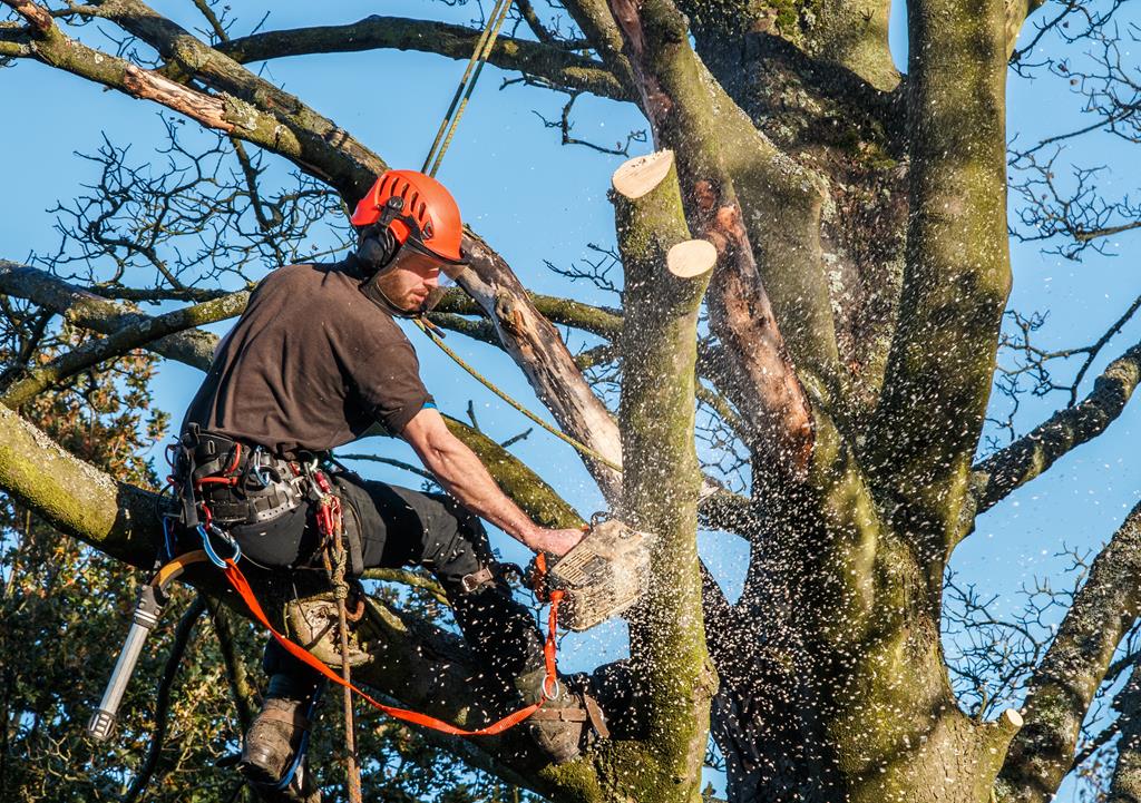 An image of Arborist Services in Saratoga Springs, UT
